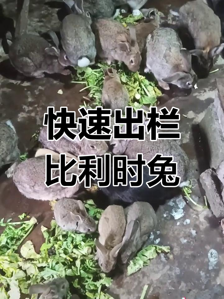 比利时肉兔耐粗粮,生长快不易生病