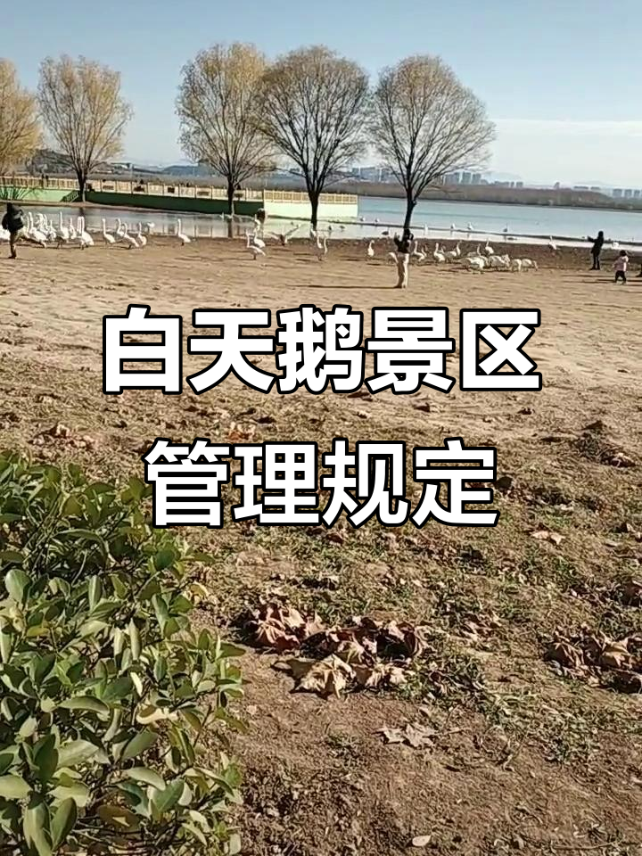 白天鹅景区管理严苛,游客近距离接触被禁止