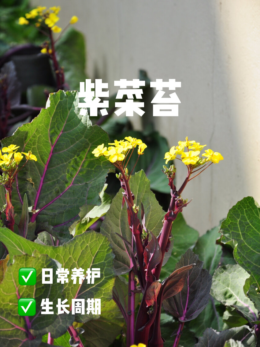 秋冬必备蔬菜|紫菜苔从移栽到长苔全过程