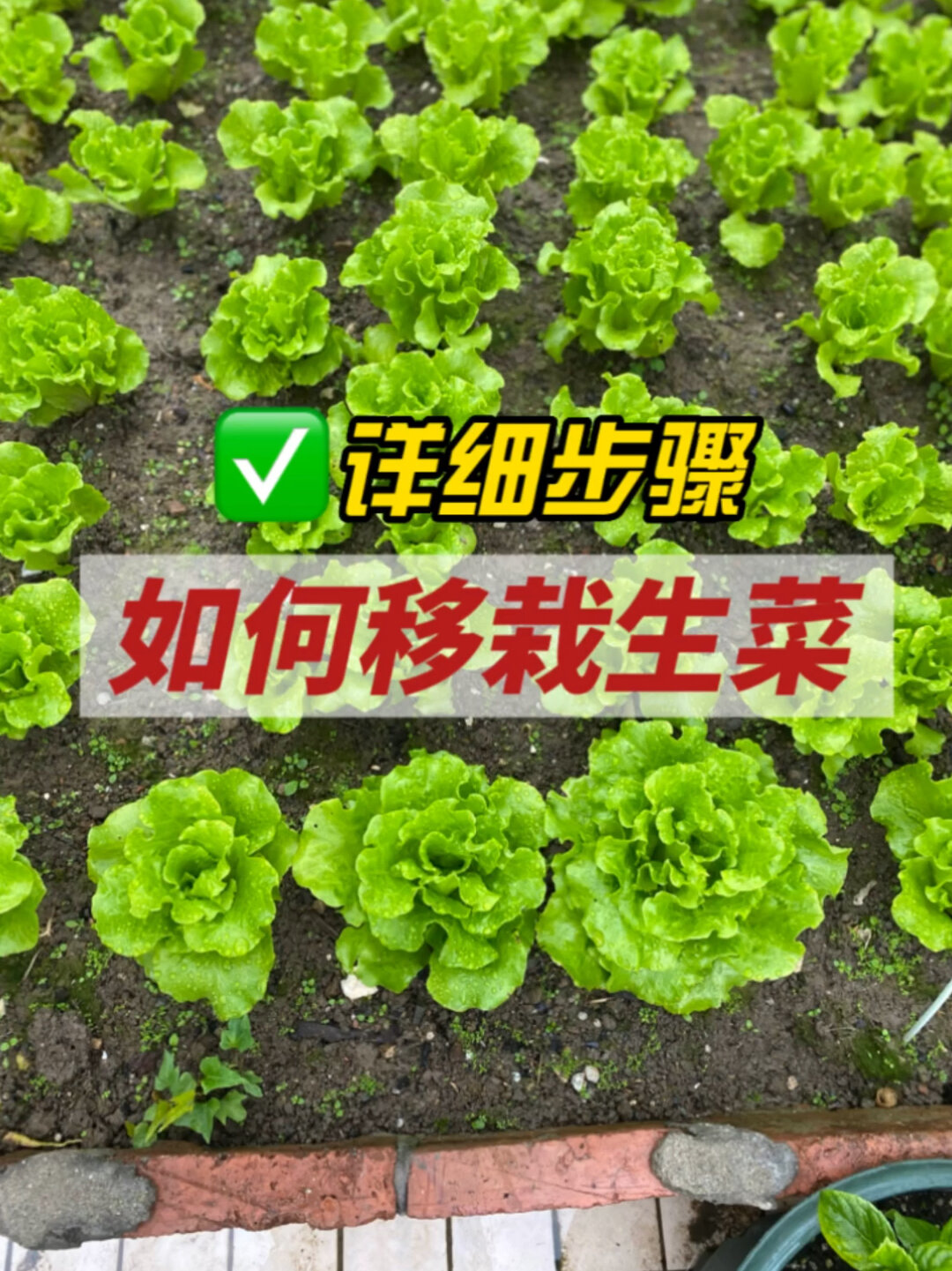如何移栽生菜附详细步骤