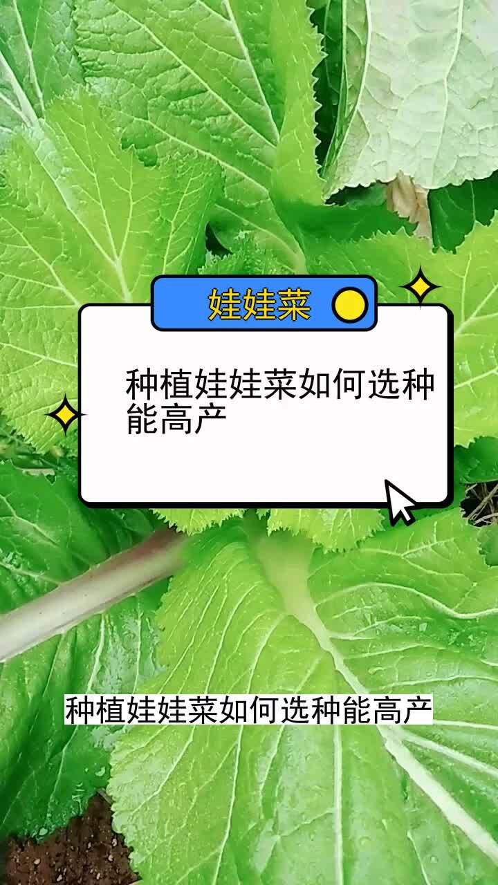 种植娃娃菜如何选种能高产