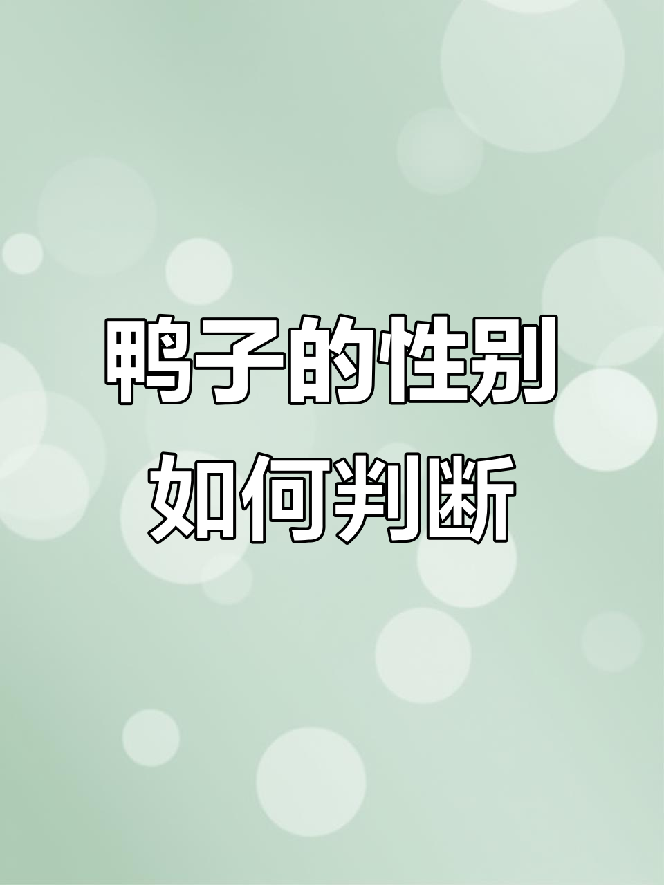 养了一个月,公母鸭子怎么分辨?
