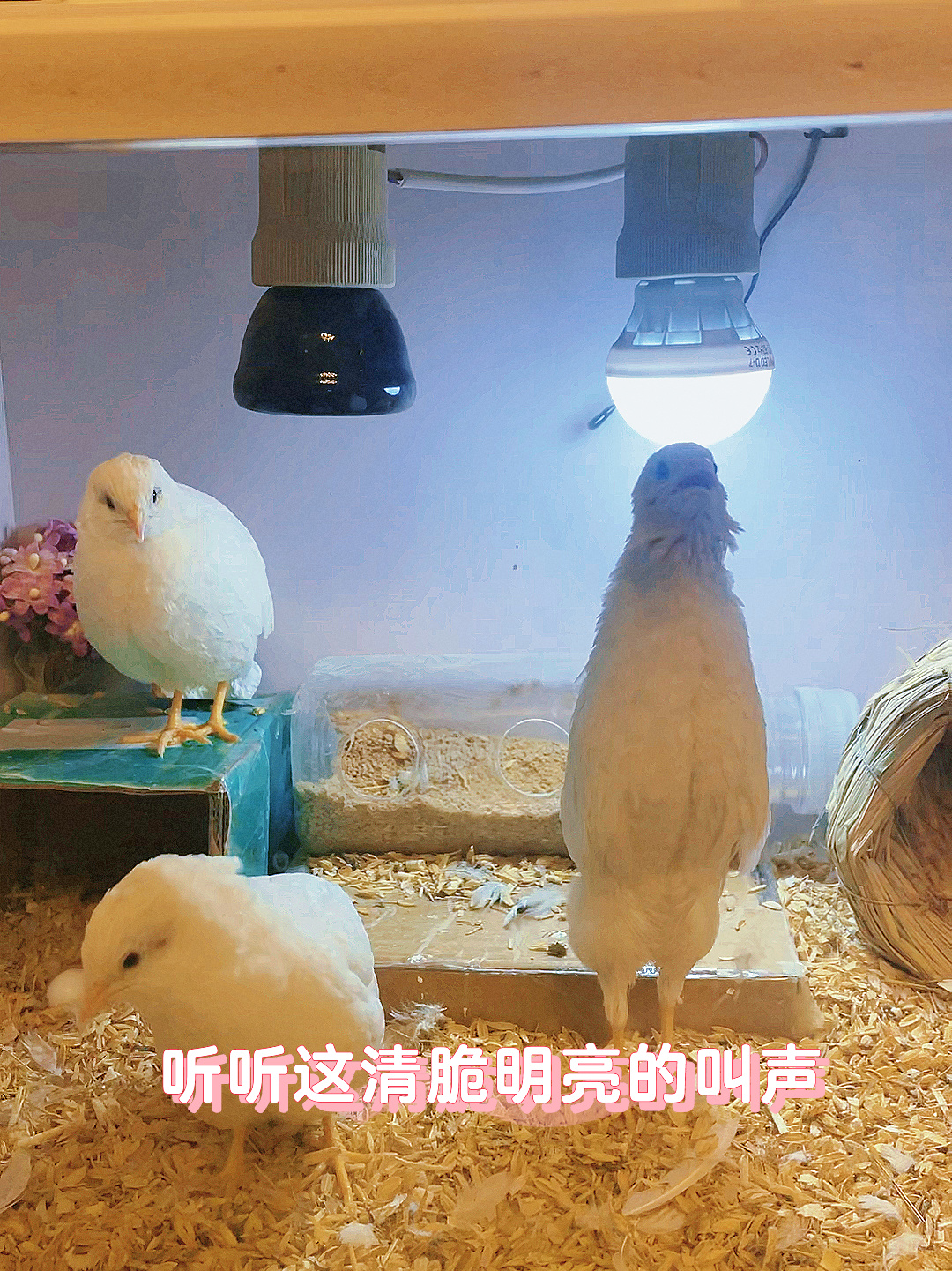 芦丁鸡清脆悦耳的叫声