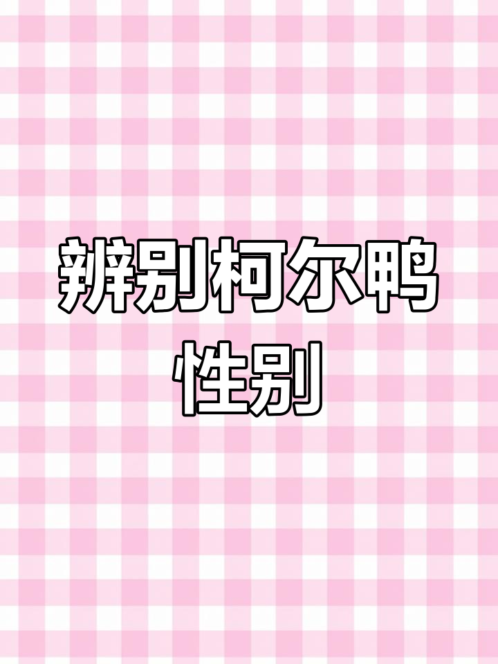 如何分辨柯尔鸭公母?三招轻松搞定