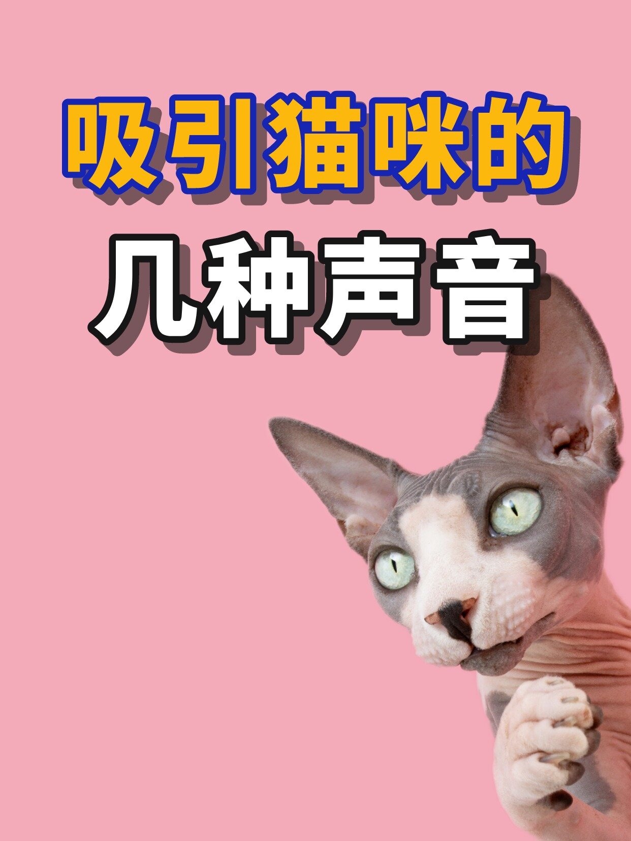 吸引猫咪的几种声音,听了还会踩奶!