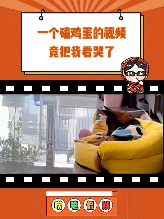 随机让一个小时候寄人篱下的小女孩难受 流浪狗 流浪狗不再流浪 鸡蛋 每个生命都应该被尊重