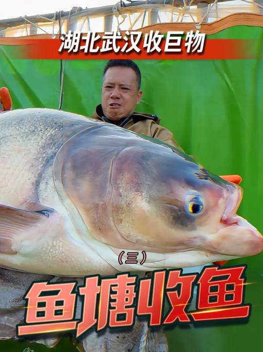 全是大家伙!这场收鱼太刺激了