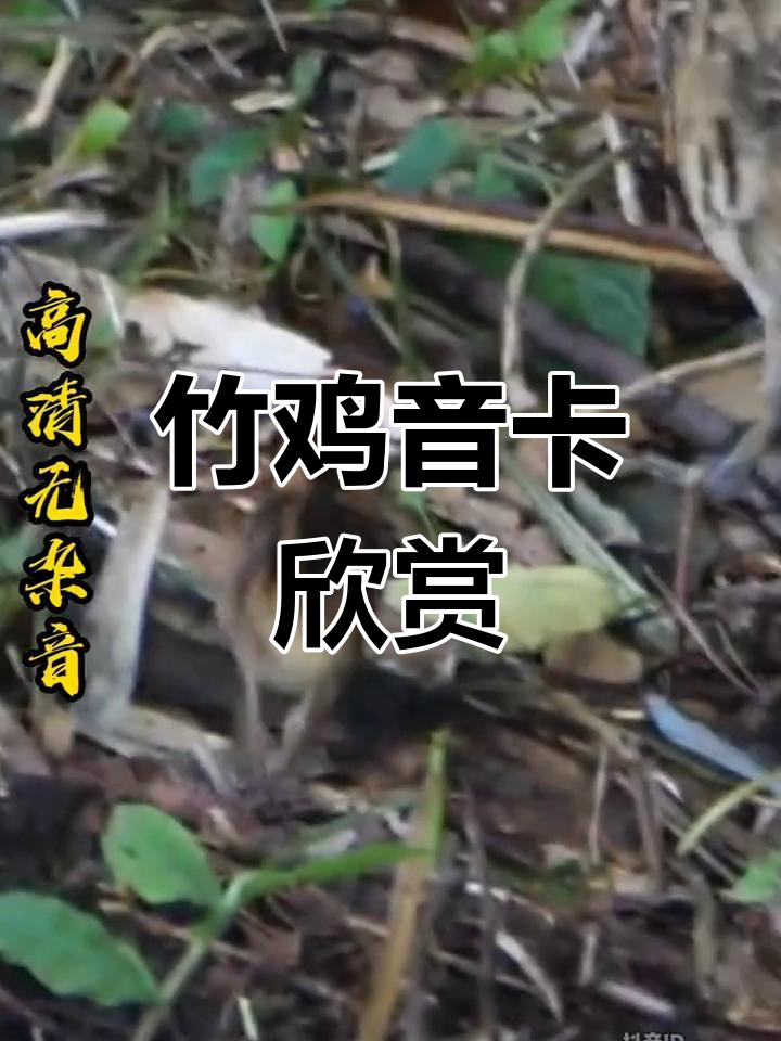 竹鸡音卡户外体验