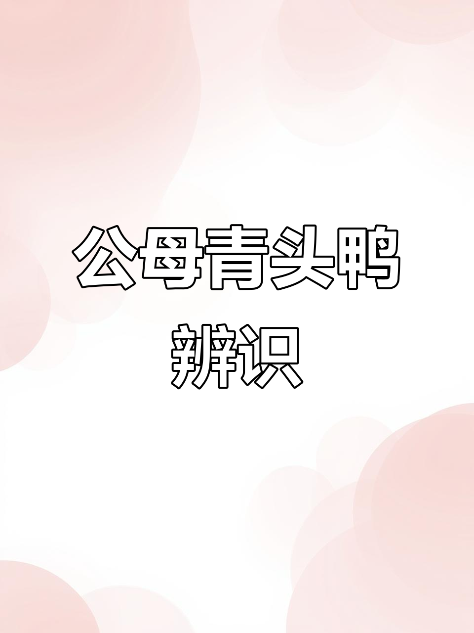 青头鸭公母大揭秘,花羽毛才是真“妈妈”