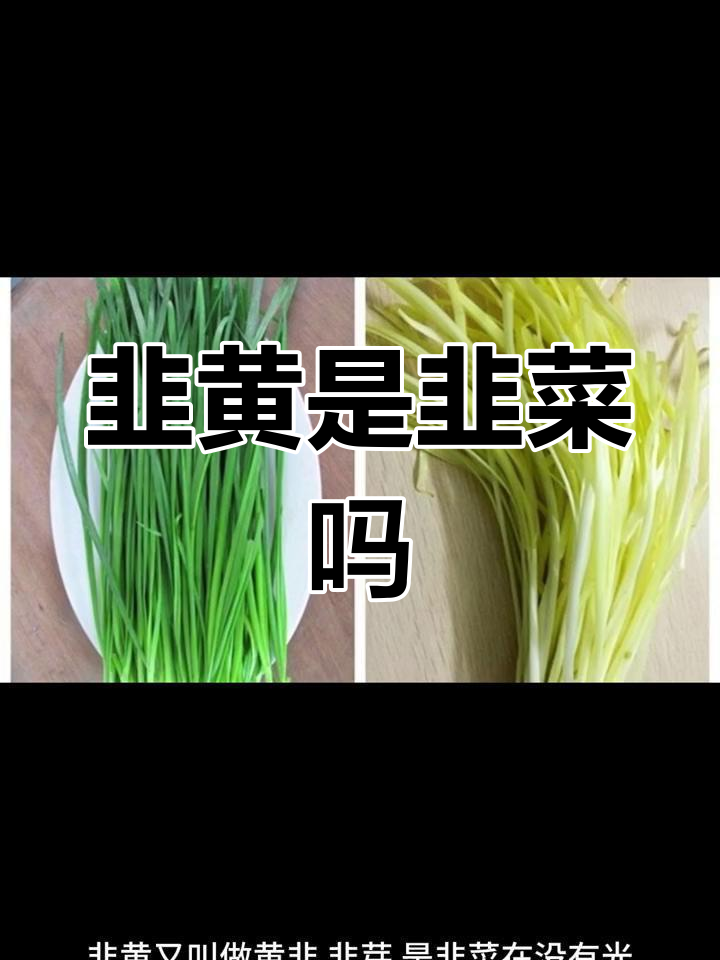 韭黄与韭菜的区别解析