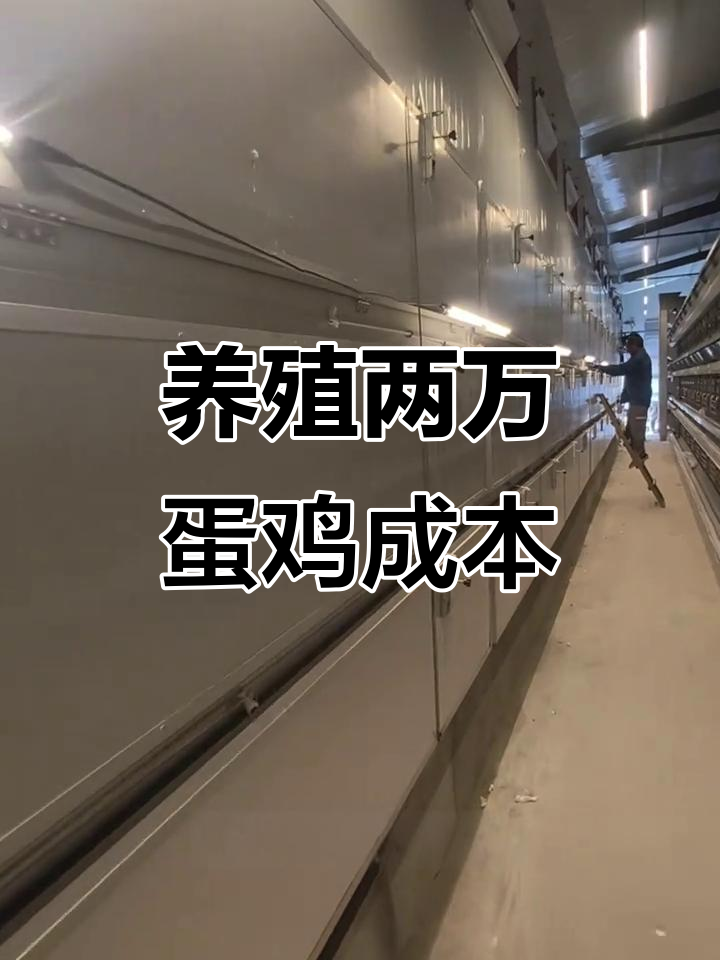 养2万只蛋鸡自动化设备投资分析