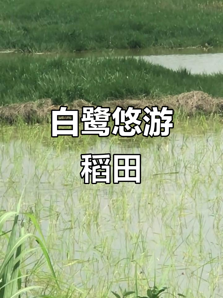 稻田旁,白鹭悠闲觅食,景色宁静而美丽