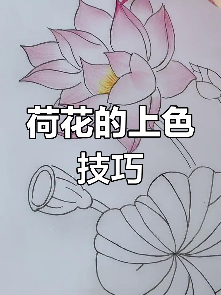 中国风荷花马克笔手绘教程