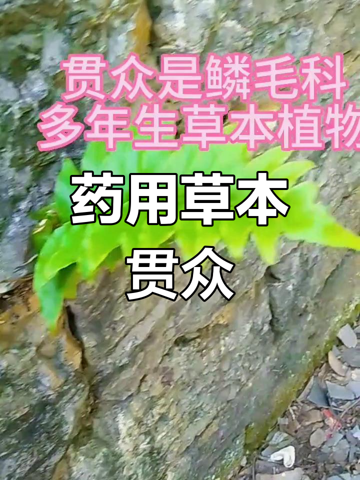 野生植物贯众的药用价值
