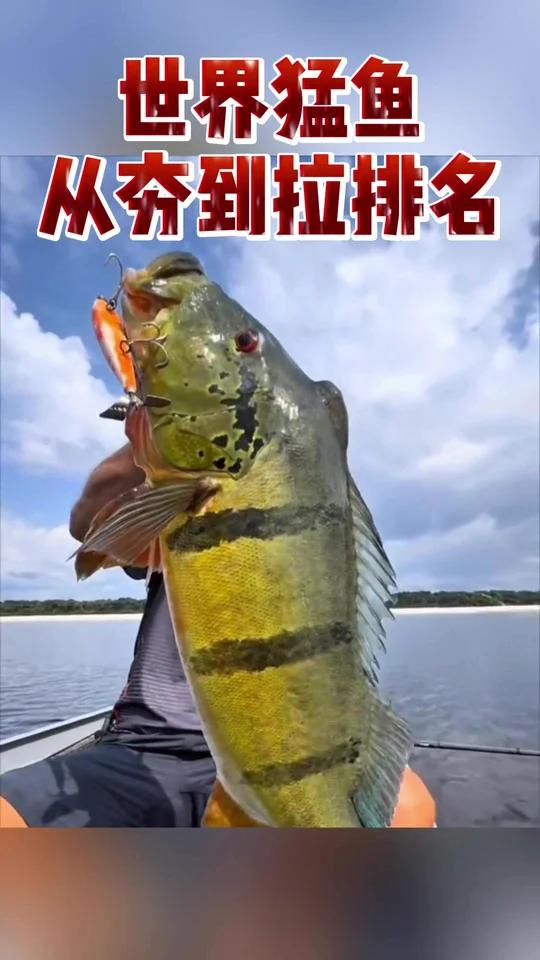 世界猛鱼从夯到拉排名