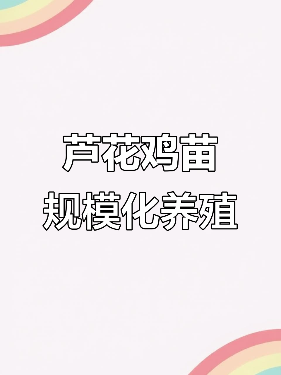 山西晋中芦花鸡苗养殖技巧,大规模管理更高效