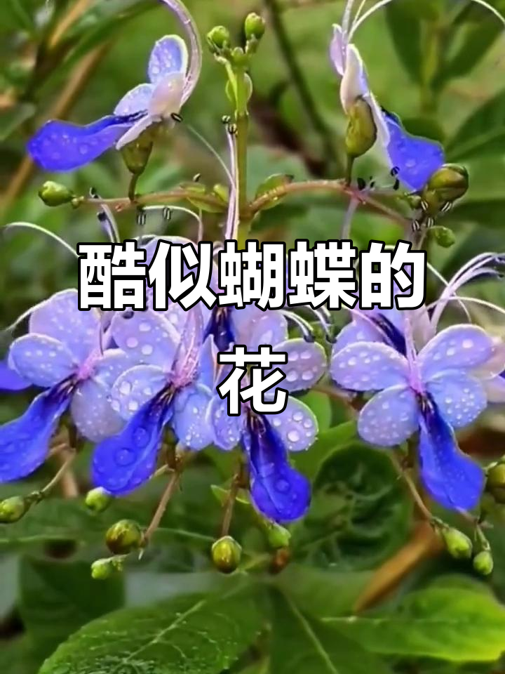 蓝蝴蝶花:像群蝶飞舞的优雅花卉,阳台必备