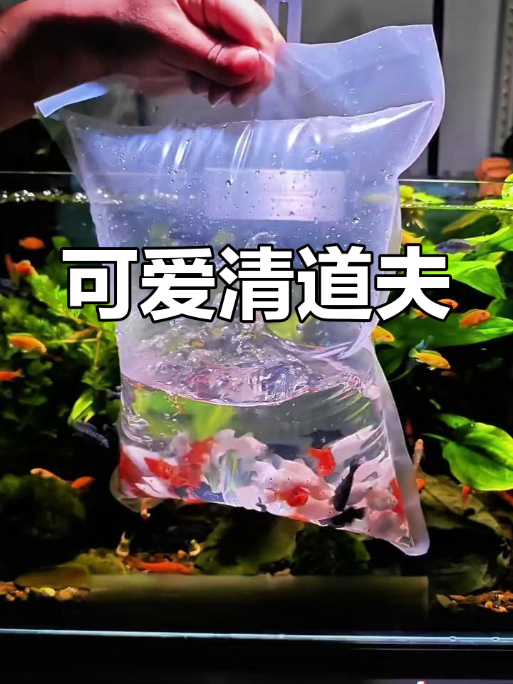鱼缸清洁工玛丽皮球鱼,每月生一窝小鱼