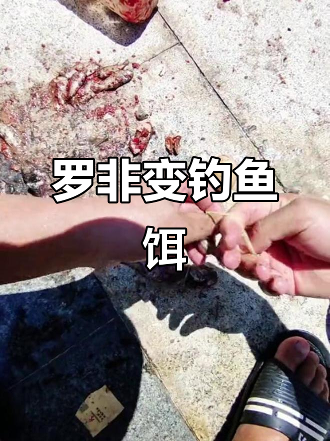 用死罗非制作臭鱼挂钩,轻松钓大鲶鱼