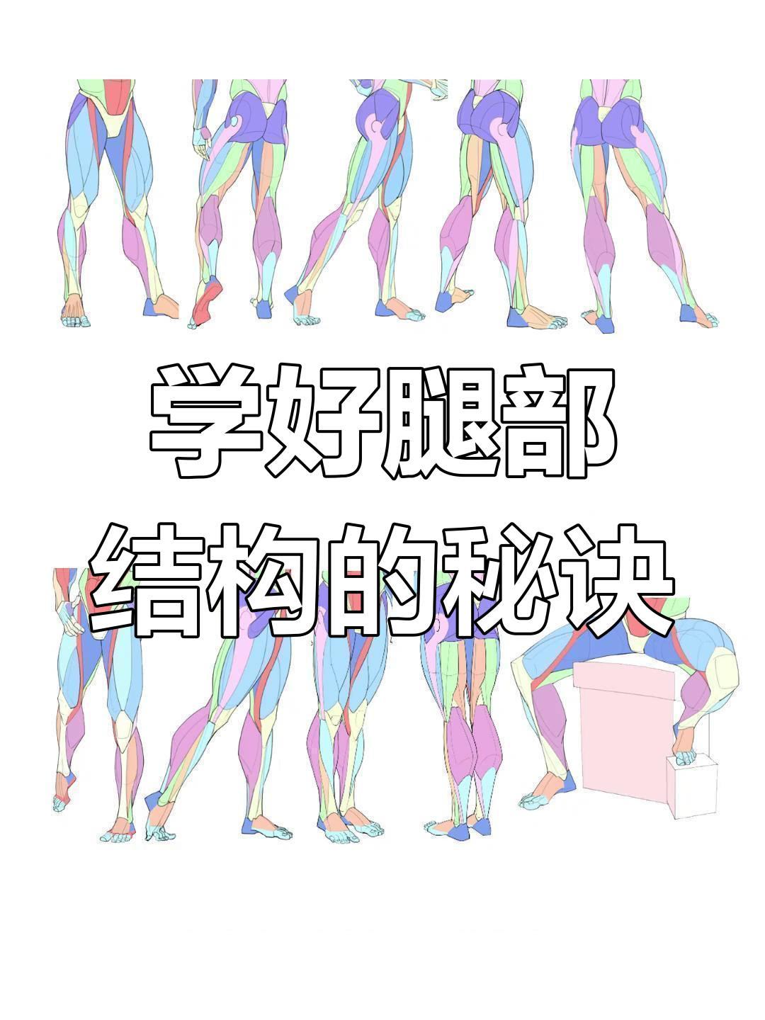 腿部结构这样学,轻松掌握肌肉分布与造型