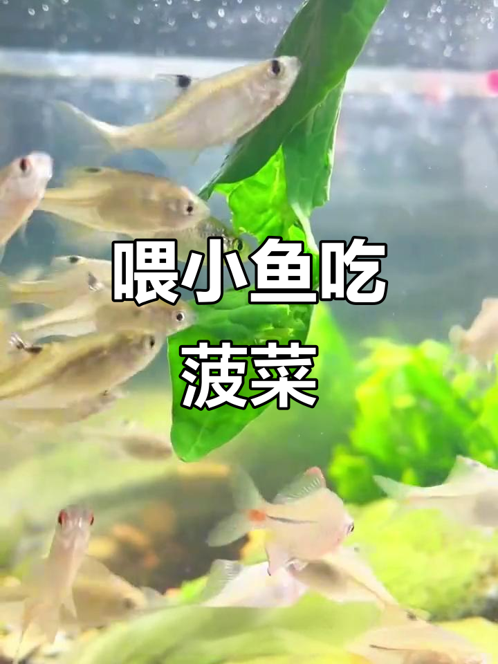 小鱼爱吃菠菜,长得快又健康