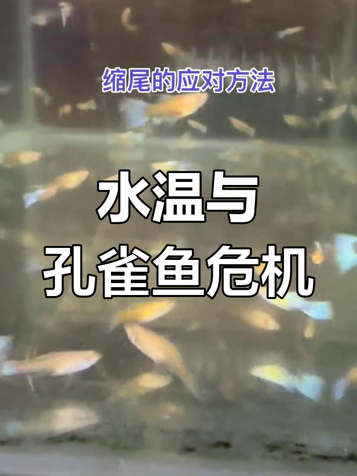 孔雀鱼缩尾,水温波动是元凶!治疗过程值得关注