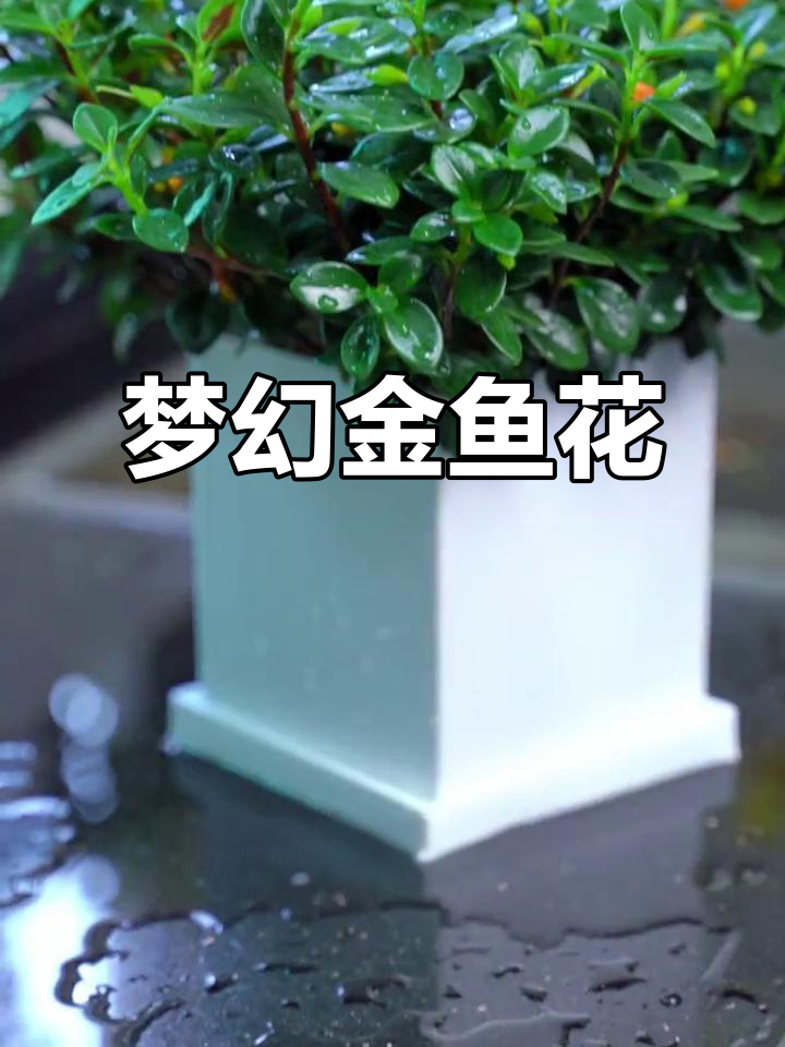 金鱼花绽放，如梦似幻，尽显大自然的奇妙与美丽