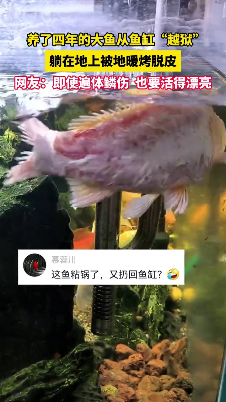养了四年的金鱼从鱼缸跳出来被地暖烤脱皮,主人将其放回水里试图抢救,鱼顽强地活了两天最终还是