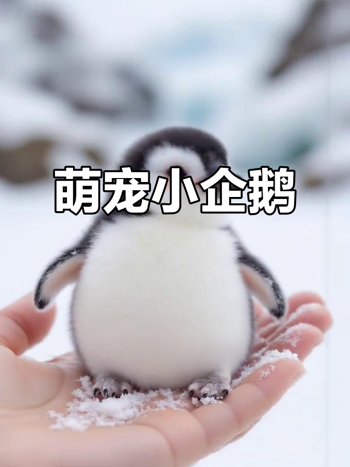 这只企鹅幼崽萌到不行，张嘴撒娇像极了赖床的小孩子！