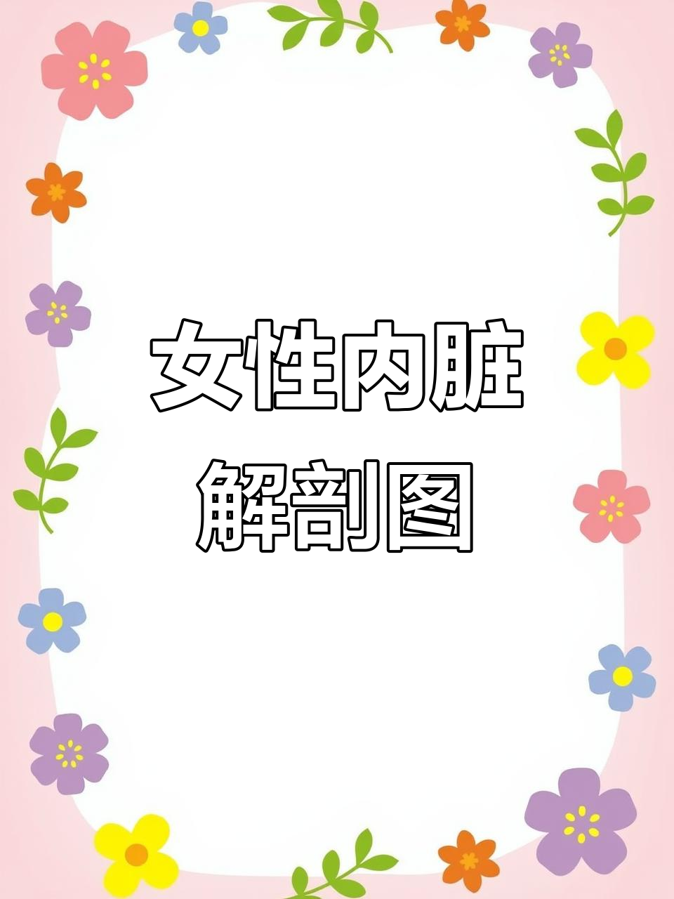 女性内脏分布图,了解身体结构与器官位置