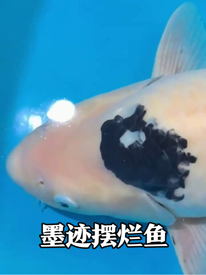 鱼界毕加索!这条锦鲤的斑点是被墨水泼了吗?