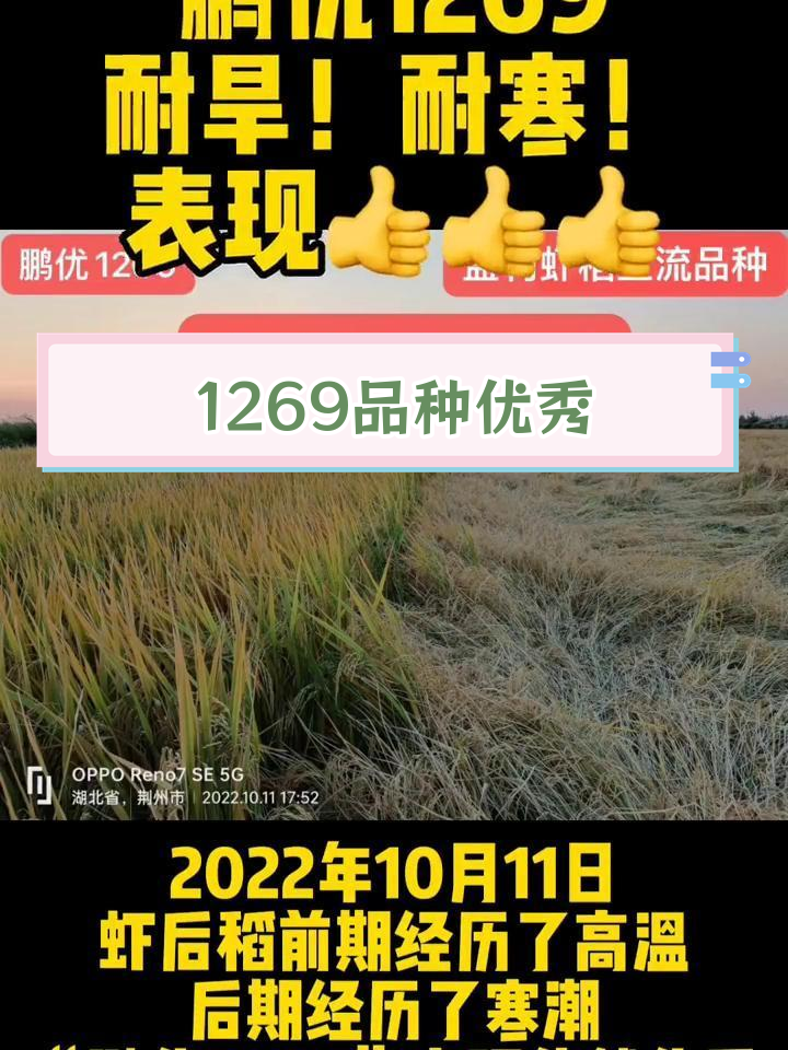“鹏优1269”耐寒抗旱,表现稳健