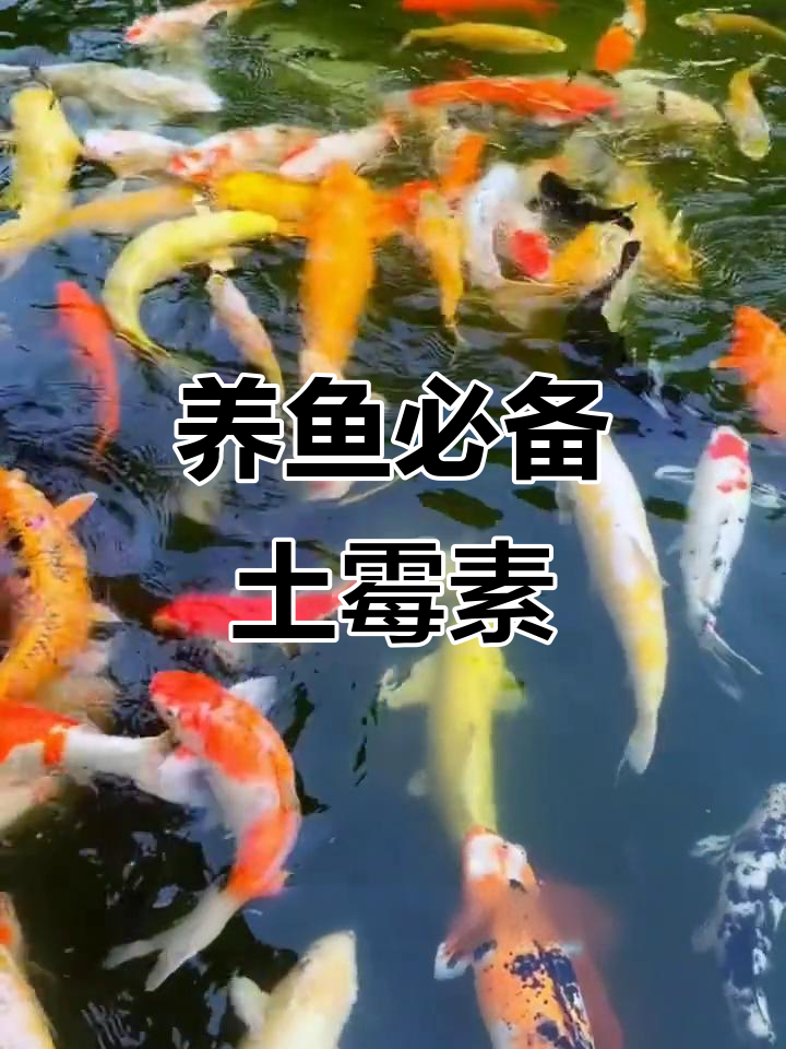 土霉素:养鱼必备的抗菌良药,轻松应对白嘴病