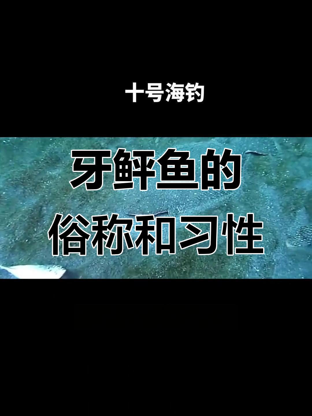 牙鲆鱼别名与习性揭秘,海底世界大探秘