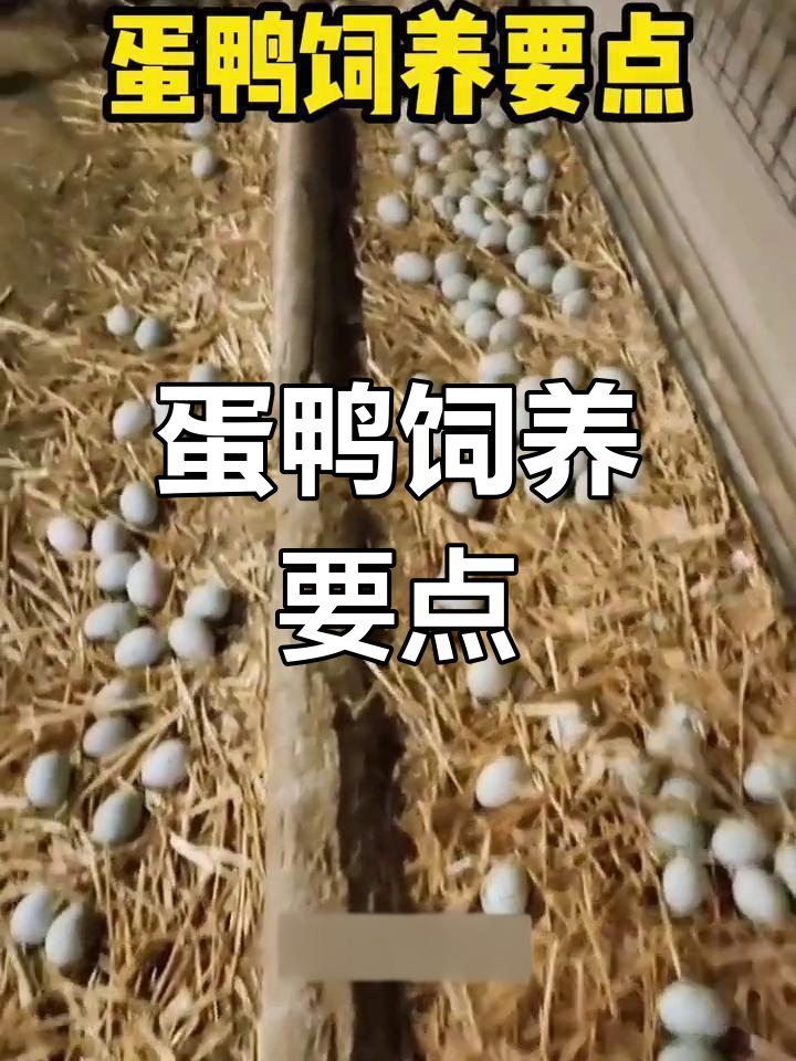 蛋鸭养殖全攻略:如何提高产蛋率