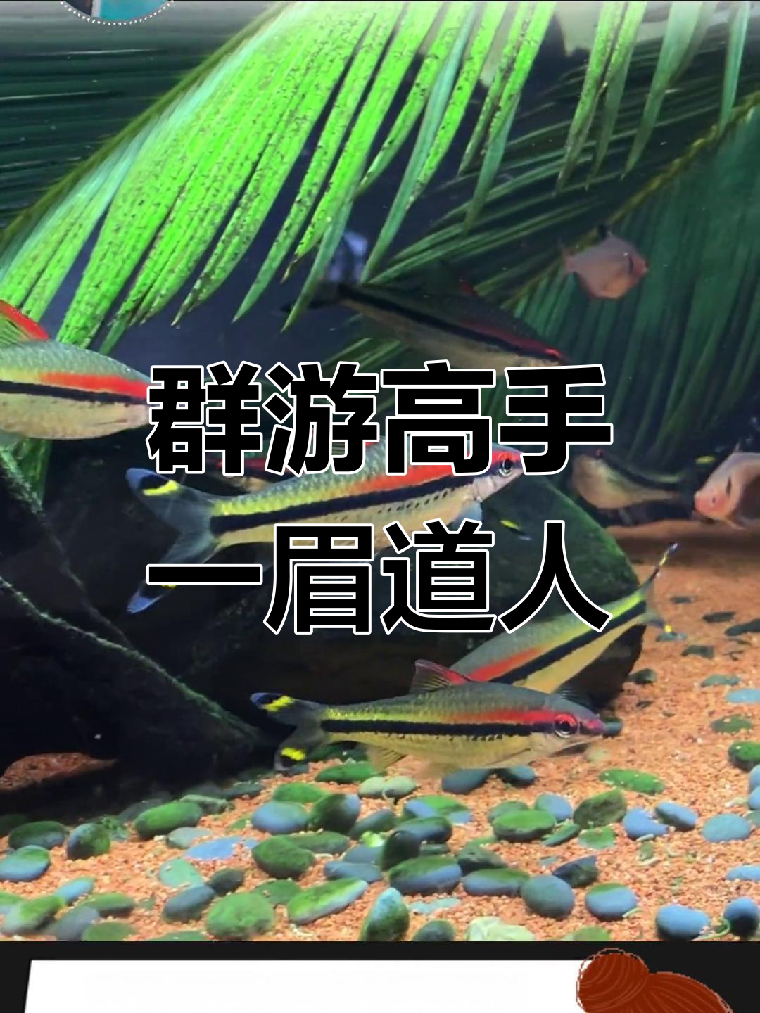 一眉道人鱼:印度草缸之王