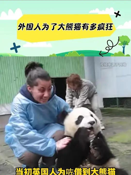 外国人为了大熊猫有多疯狂 当初英国人为了得到大熊猫,强行给我国赠送了几只麋鹿。我们也是立即