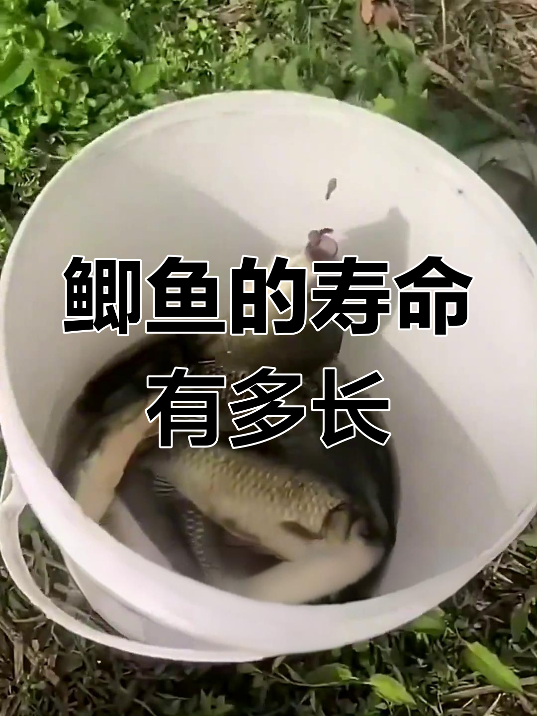 鲫鱼寿命揭秘:能活多久,如何珍惜钓上的每一条