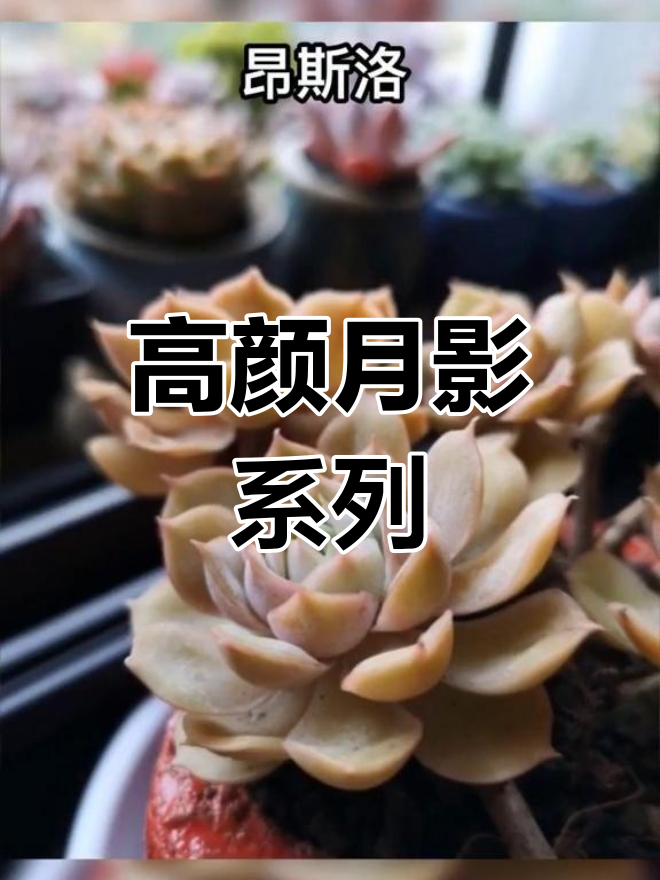 月影系多肉,颜值爆表,每一款都让人爱不释手!
