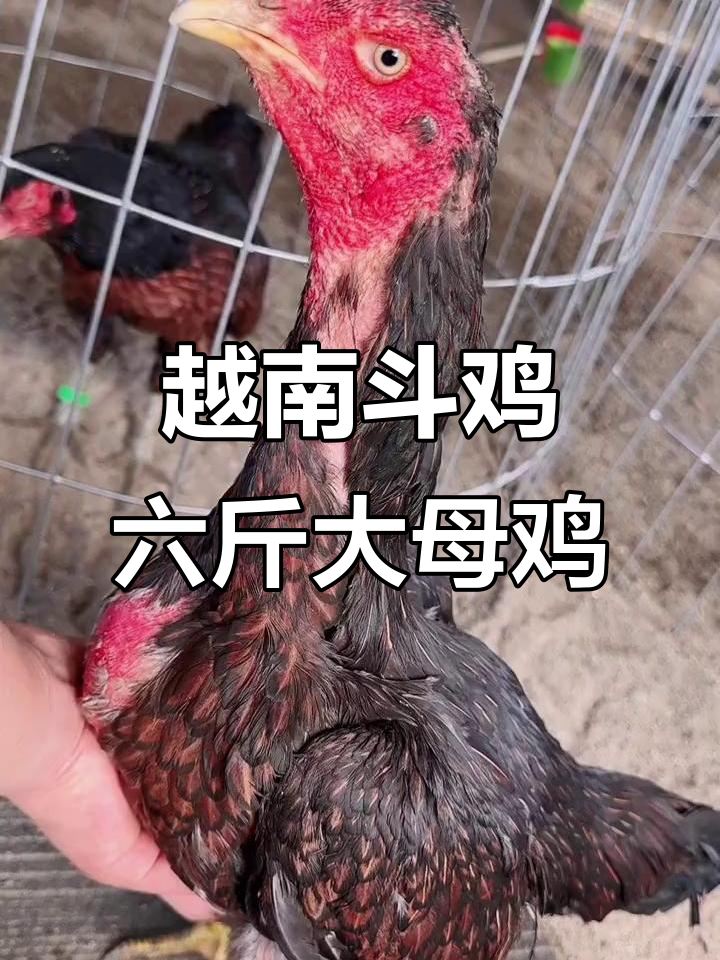 越南斗鸡高手,6.4斤母鸡展现绝技,打胸背透骨有力