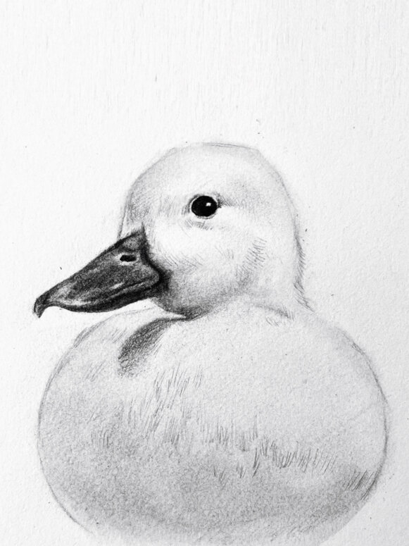 超级简单画一只素描可爱鸭～