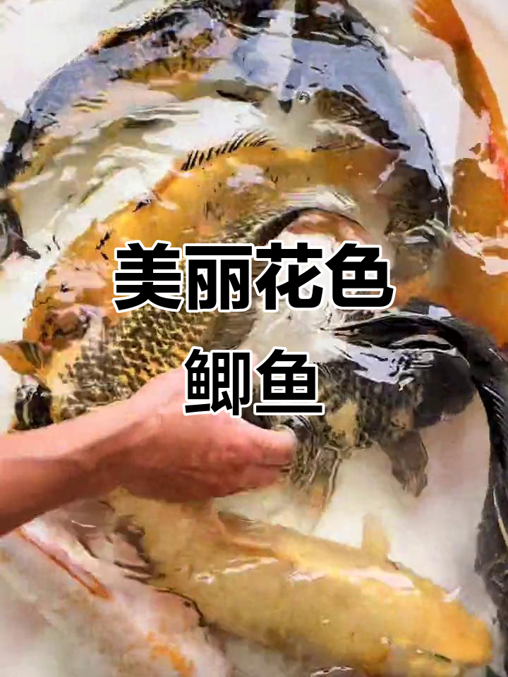 花色鲫鱼大揭秘,2斤多一条超值锦张