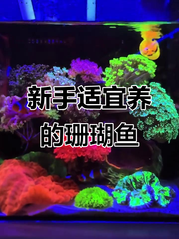 适合新手饲养的珊瑚缸鱼类推荐