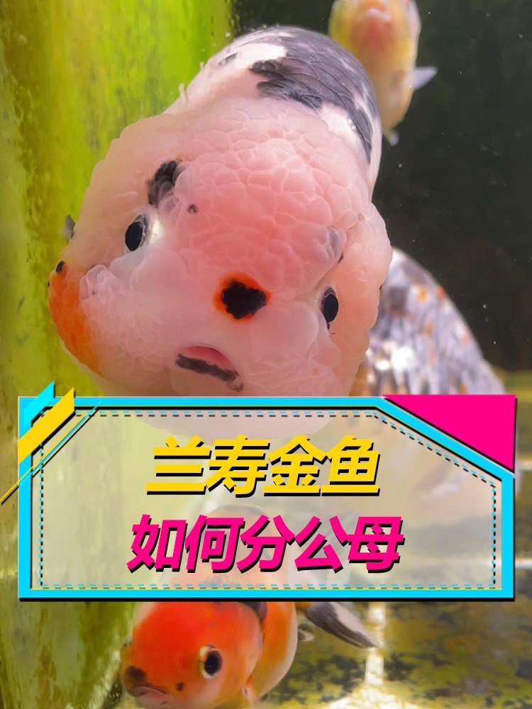 金鱼兰寿如何分公母?还有雌雄同体的鱼?