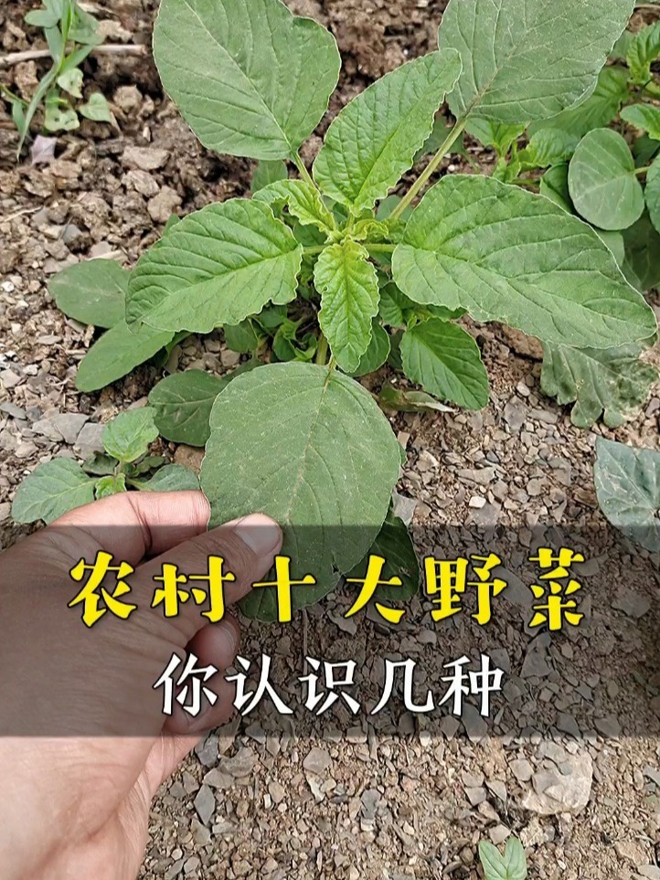 农村十大野菜,你认识几个