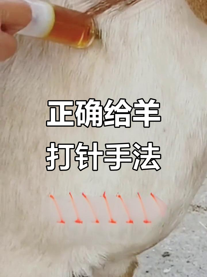 羊打针技巧大揭秘,避免出血鼓包的正确方法