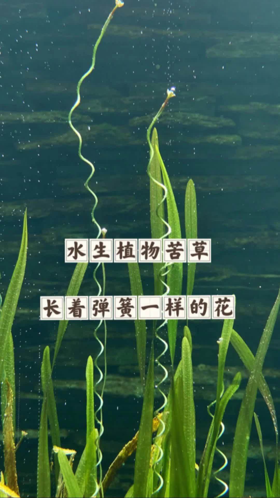 水生植物苦草,还长有一根弹簧一样的花你见过吗?神奇植物在哪里 苦草 水生植物