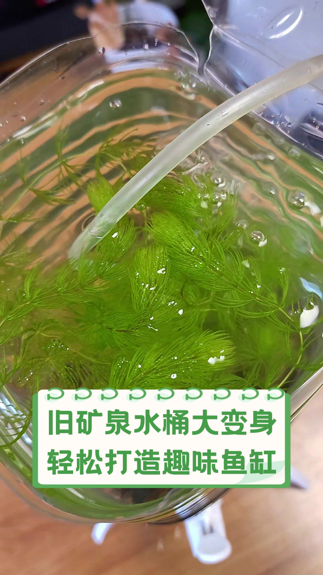 旧矿泉水桶大变身,轻松打造趣味鱼缸