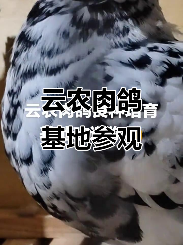 探访云农肉鸽养殖基地,良种鸽子等你来体验