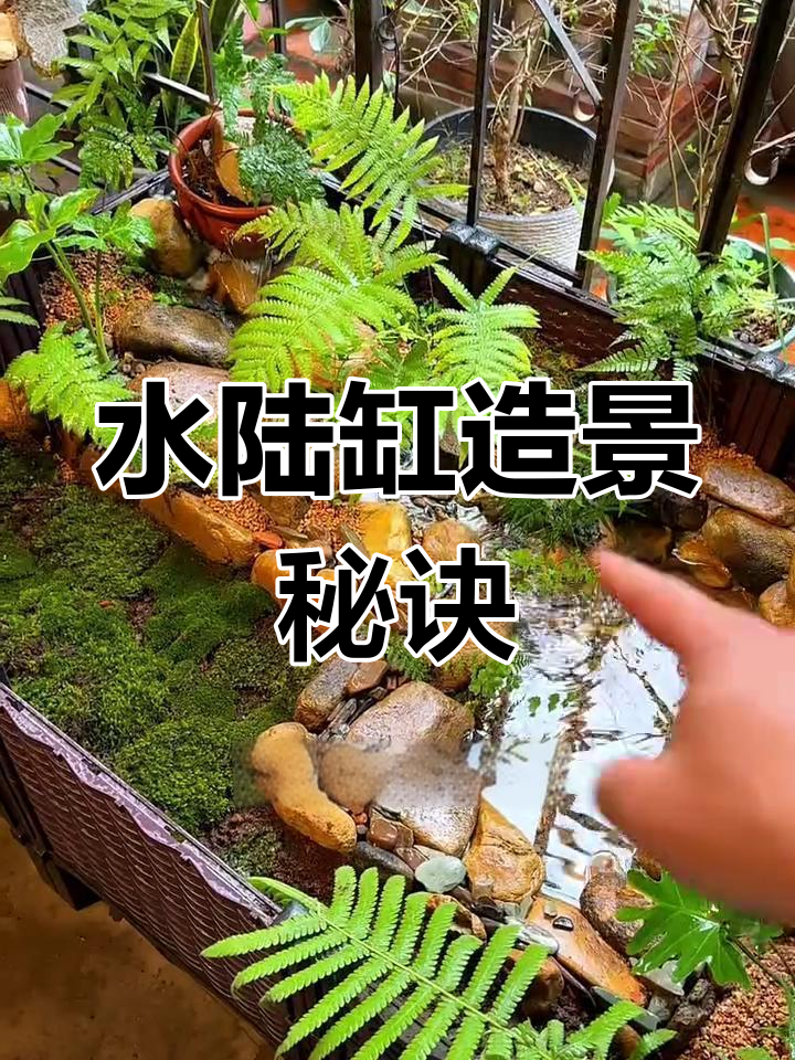 闲置种植箱变身水陆缸,绿植与鹅卵石巧妙搭配!